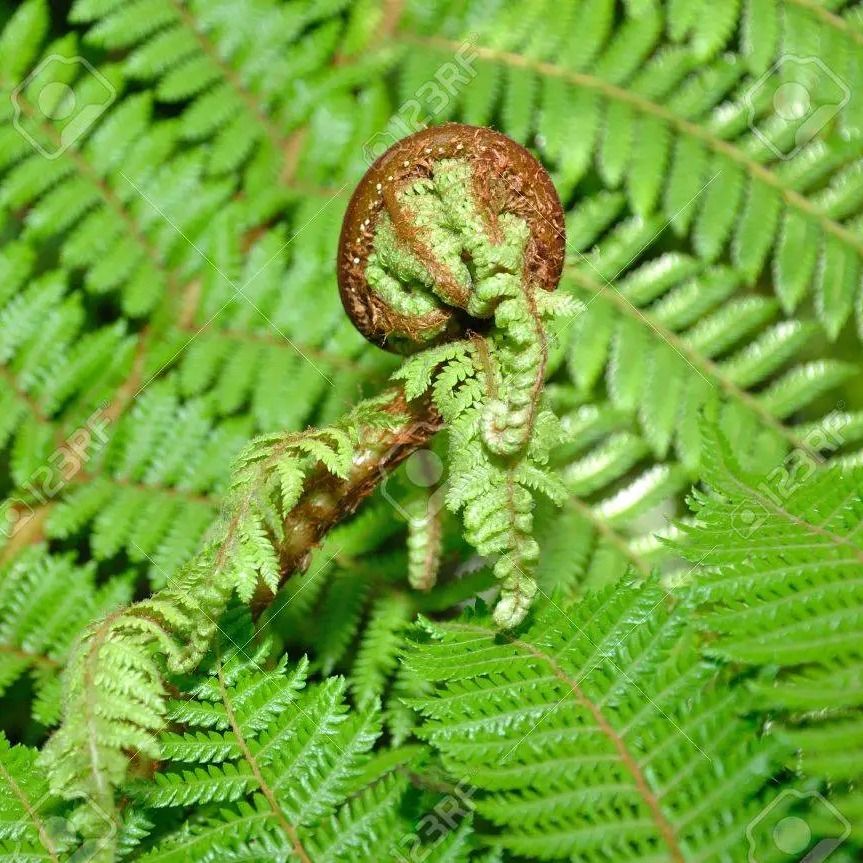 Notice for James Carlyle Irving