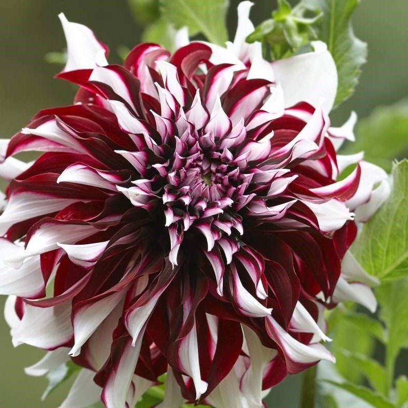 Notice for Shirley Hewson Meads