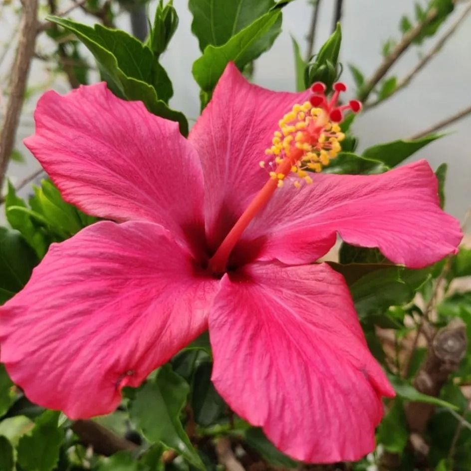 Notice for Lynn Yooko Perry (nee Umeda)