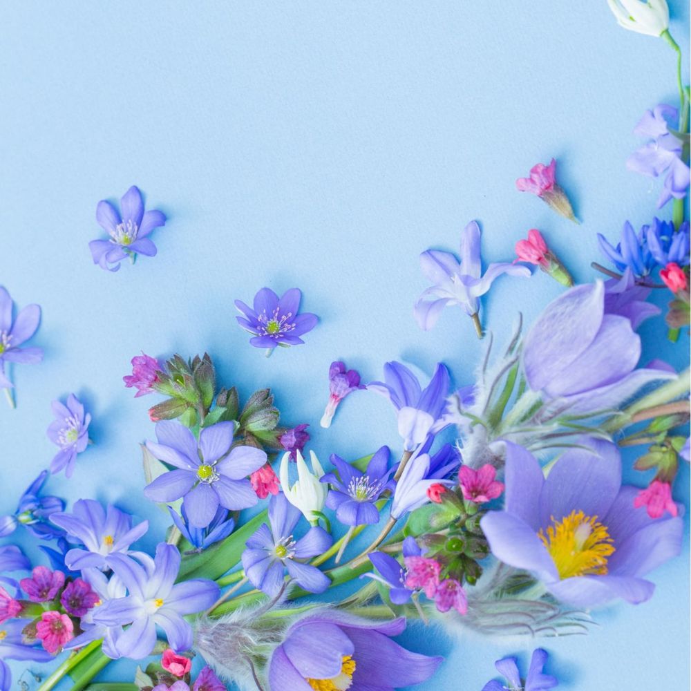 Notice for Dorothea Wilhelmina Hoksbergen