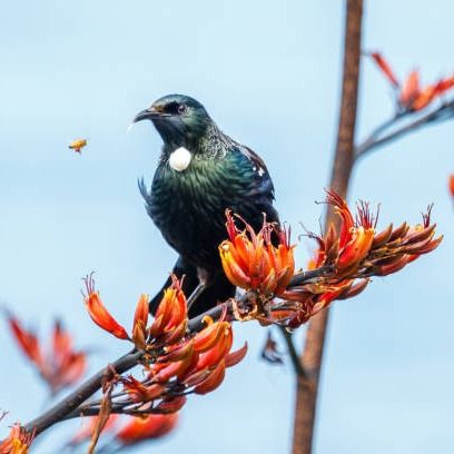 Notice for Peter Lindsay Upham