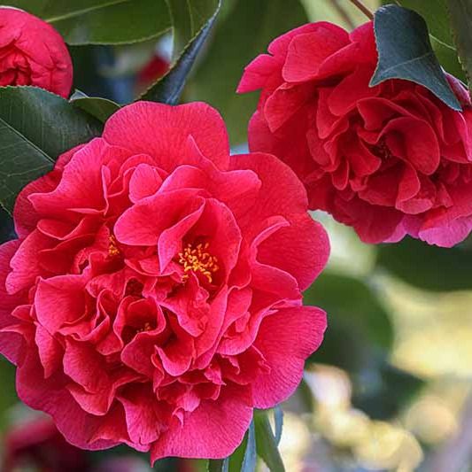 Notice for Graeme John Smith